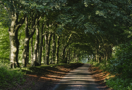 Row of Beech trees lining a remote country road at sunset. Norfolk, UK.