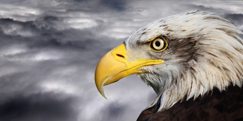 Bald eagle portrait