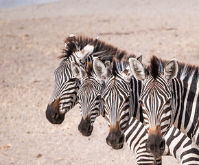 Fototapeta na wymiar Heads of Zebras