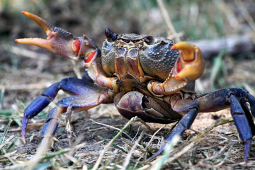 crab