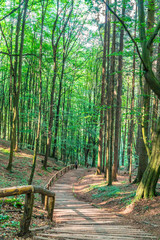 Waldweg, Sächsische Schweiz