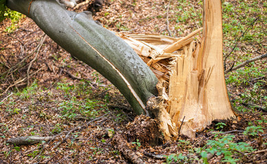 Broken fallen tree stem after storm
