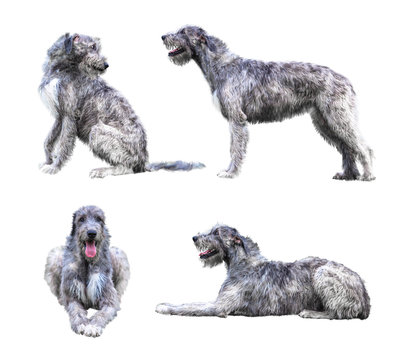 Grey wolf hound sales