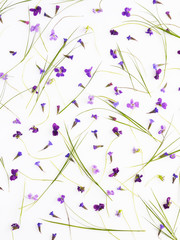 Flower pattern of wildflowers. Composition of flowers and plants. Top view. Floral abstract background. Flower concept. Bright multicolored flowers isolated on white background.