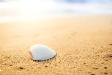 Fototapeta na wymiar Beautiful white shell on beach with sun lighting on the top close up.