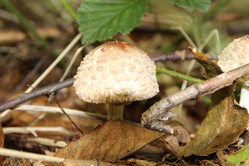 champignon