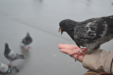 Feeding