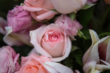 dramatic pink roses