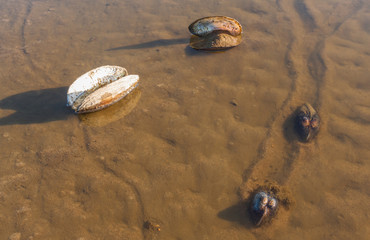 Anodonta anatina