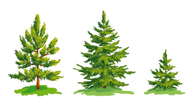 Vector drawing of little pine tree and two fir trees