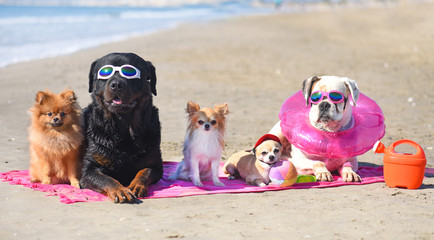 dogs on the beach