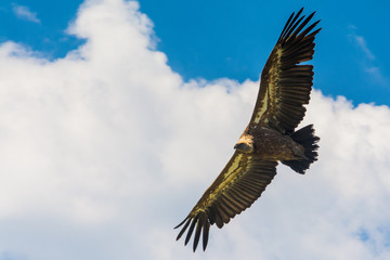 Uvac, Serbia 03, august 2017: Griffon vulture flying