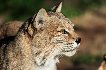 Bobcat Portrait