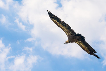 Uvac, Serbia 03, august 2017: Griffon vulture flying