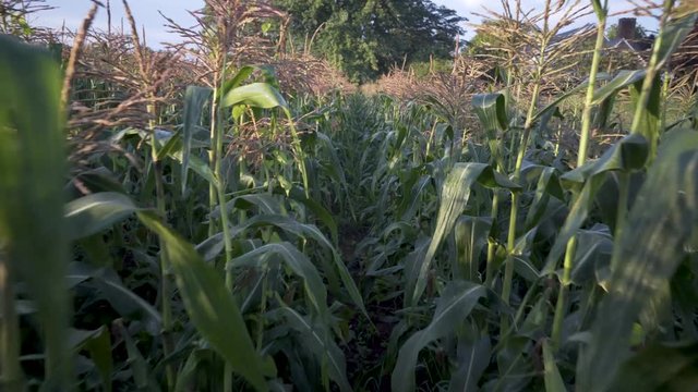 Steadicam shot pushing down a row of mature corn in a field.