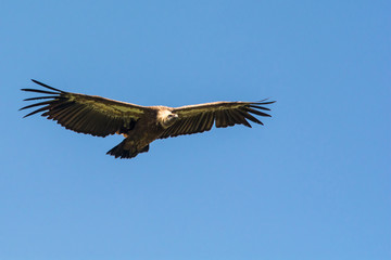 Fototapeta na wymiar Uvac, Serbia 03, august 2017: Griffon vulture flying