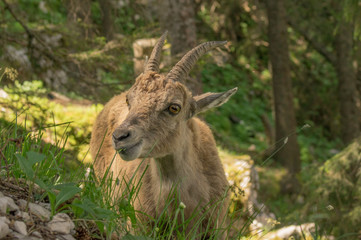 Steinbock / Steinböcke