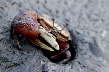 fiddler crab