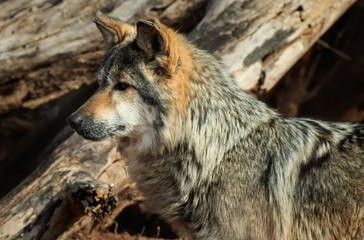 A Dignified Mexican Wolf at Rest