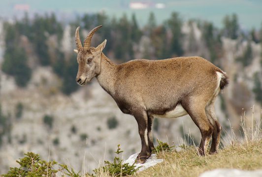 Steinbock / Steinb&ouml;cke