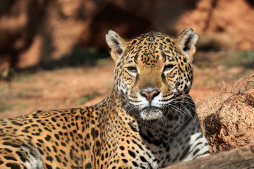 Fototapeta na wymiar El Tigre! Jaguar!
