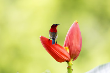 Crimson Sunbird on Banana Cabbage 
