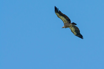 Uvac, Serbia 03, august 2017: Griffon vulture flying