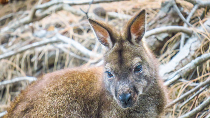 Freycinet National Park in Tasmania