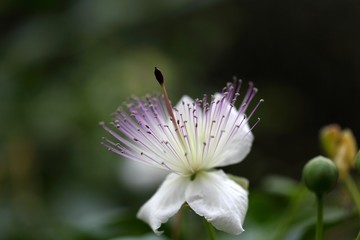 Flower of the caper bush, Capparis spinos.