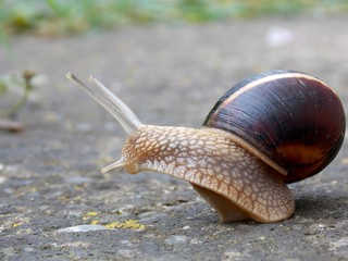 one snail on the concrete