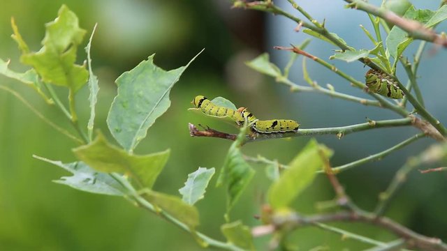 Many caterpillars eat lemon leaves until they are fat to molt.