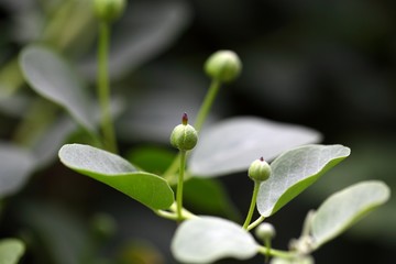 Buds of the caper bush, Capparis spinos.