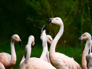 Flamants roses