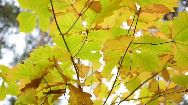 Autumn tree, yellow tree branch closeup