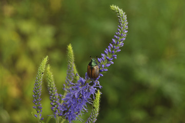 Beautiful bug sits on a blue flower. Bugs, insects, wild nature, nature, beauty, macro, moustaches, flowers, entomology 