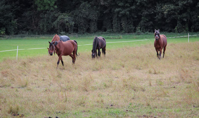 Pferd, Pferde auf Koppel 