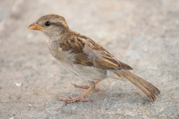 sparrow