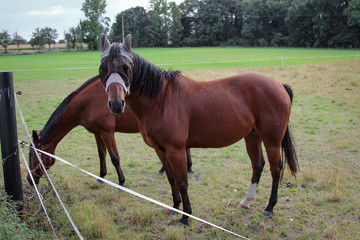 Pferd, Pferde auf Koppel 