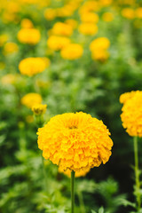 Beautiful yellow flowers in the park against spring green background. Marigold flower in the garden