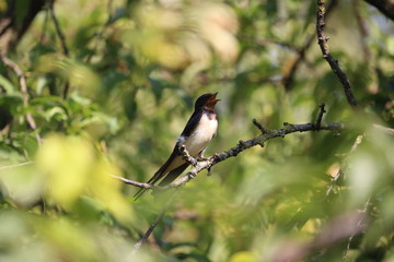 Robin on branch