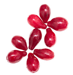 red dogberry