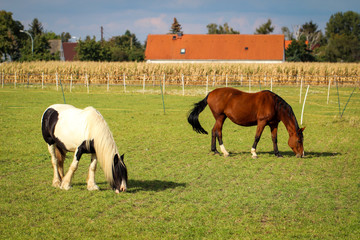 Obraz premium Pferd, Pferde auf Koppel 