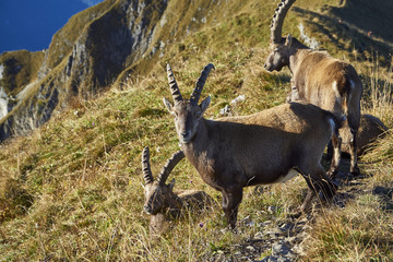 Steinbock / Steinböcke