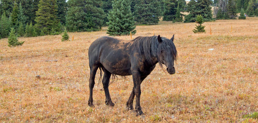 Wild Horse - Dirt covered Black Stallion in the Pryor Mountains Wild Horse Range in Montana United States