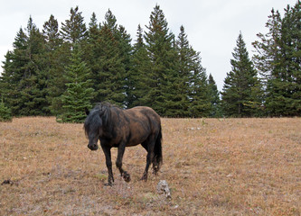 Wild Horse - Dirt covered Black Stallion in the Pryor Mountains Wild Horse Range in Montana United...