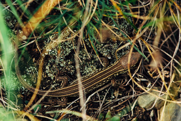 Sandy lizard hides in the grass (Lacerta agilis).