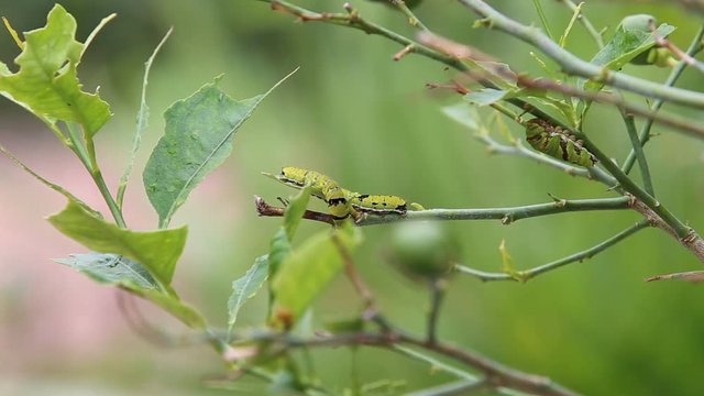 Many caterpillars eat lemon leaves until they are fat to molt.