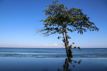 Insel Lombok: Endlos Pool mit Blick zum Indischen Ozean und auf einen Baum, der sich im Pool spiegelt