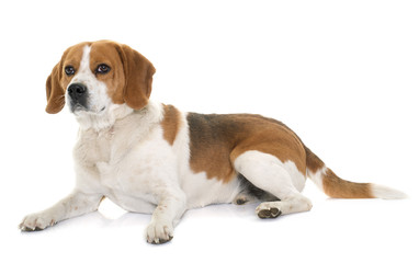 beagle in studio