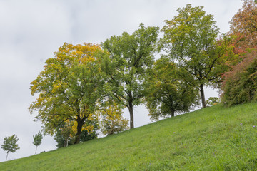 Baumkette im Herbst